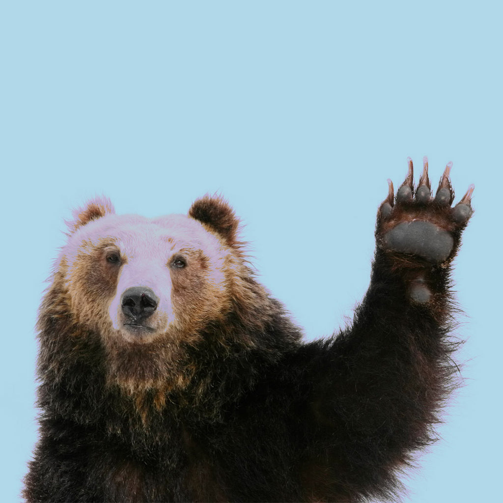 How to Stand Out as a Bigger Bear
